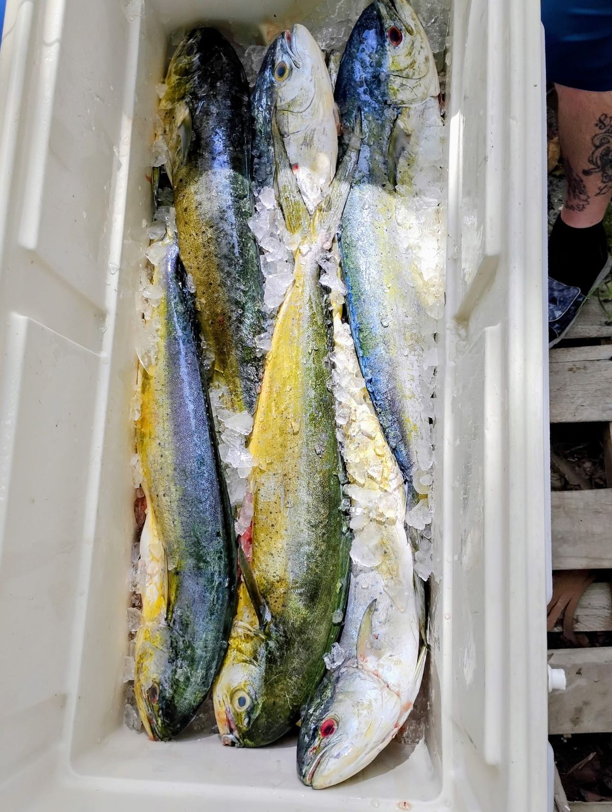 Fresh mahi in the cooler