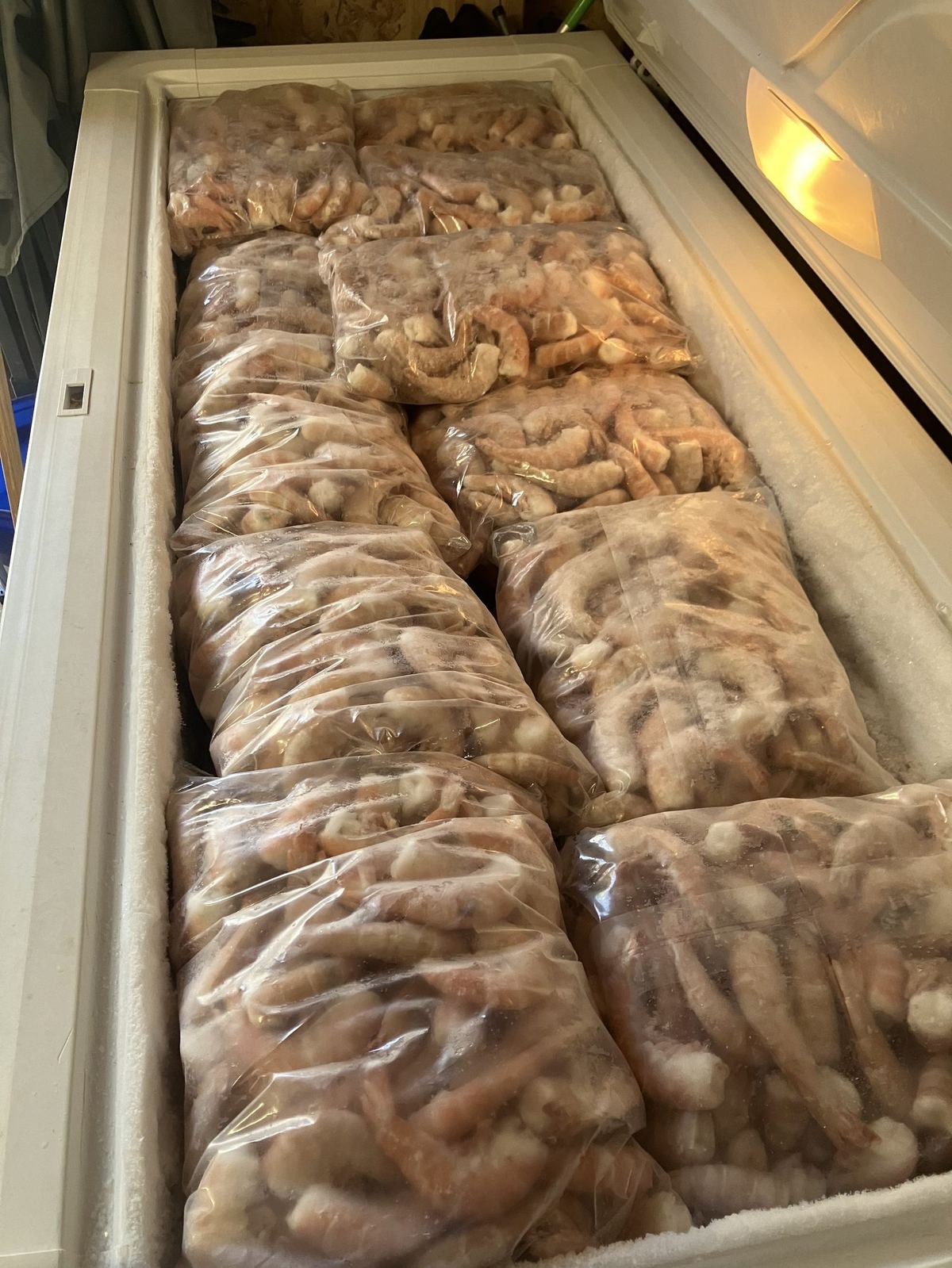 Key West jumbo pink shrimp in the freezer