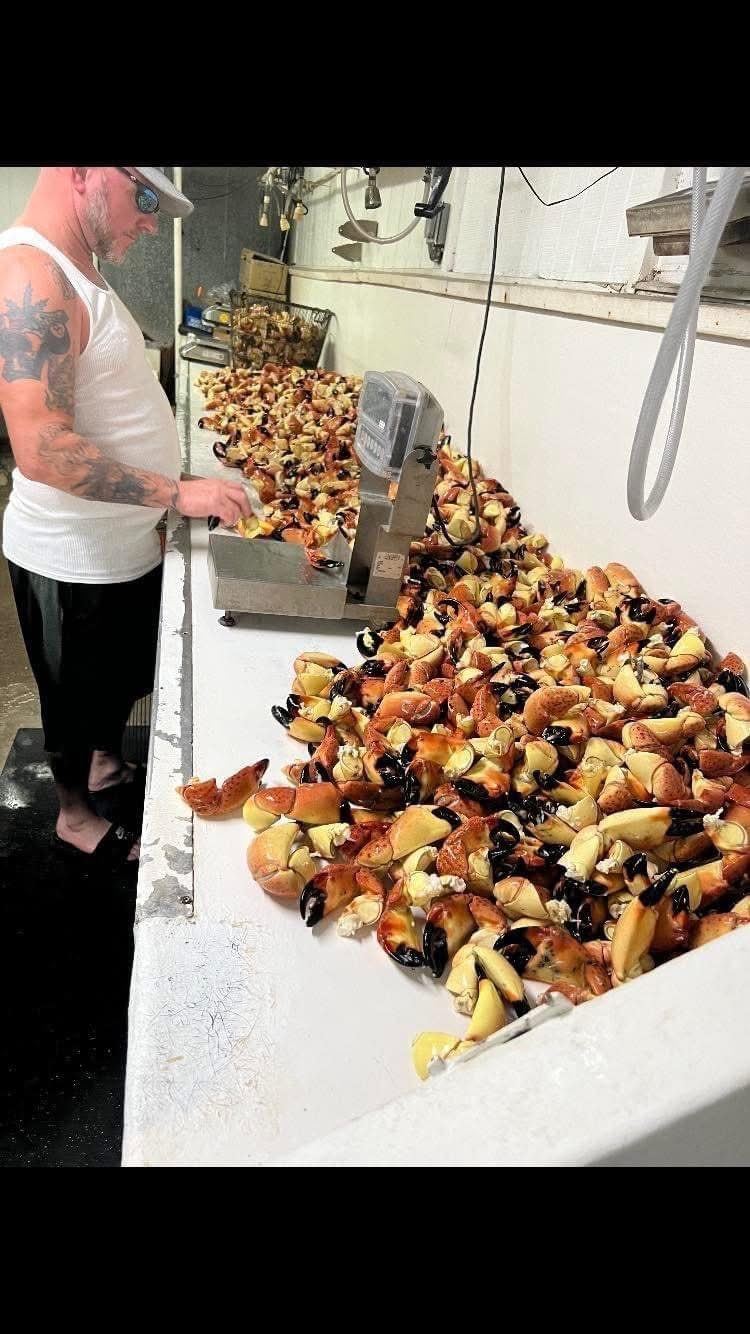 Weighing and sorting fresh stone crab claws